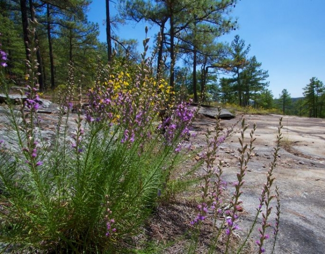  Camicrema de primavera para descubrir las plantas silvestres 